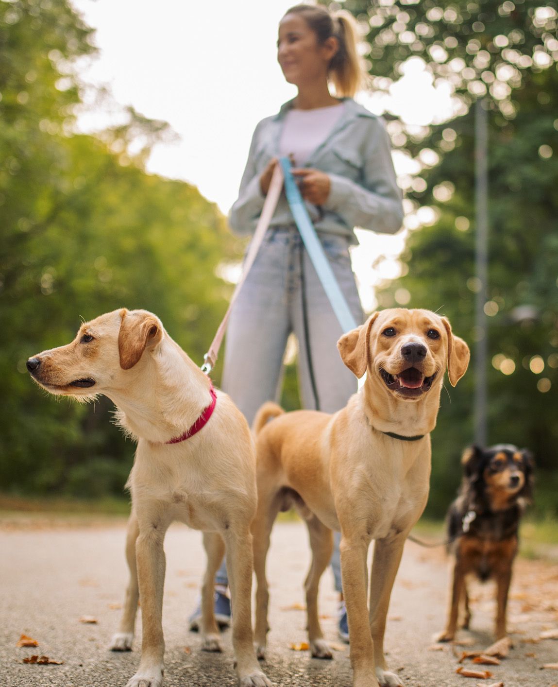 Monteverde Apartments Woman walking three dogs on leashes in a park, two yellow and one black, on a sunny day.