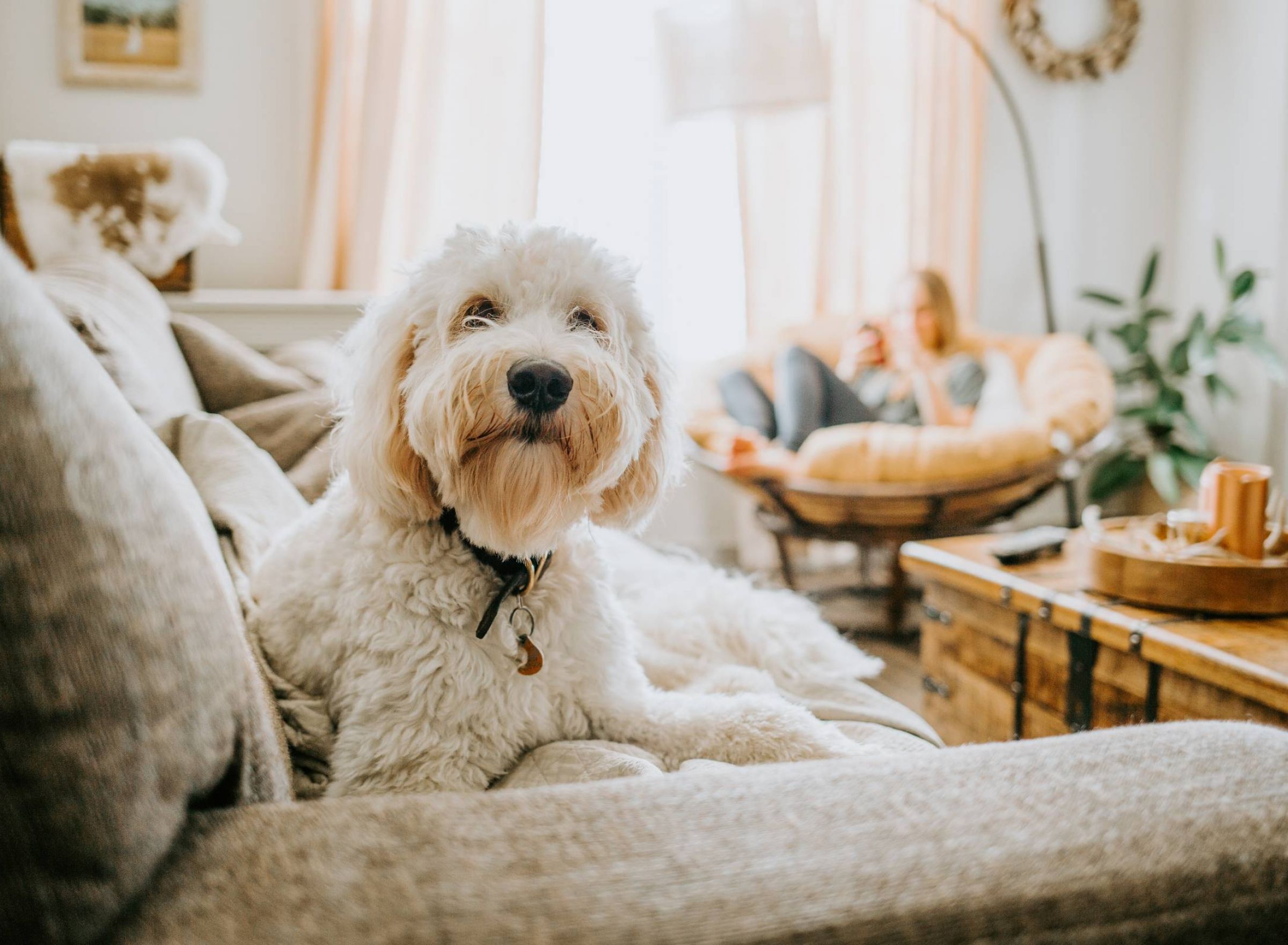 Monteverde luxury apartments in Texas floor plans with a woman and her dog in a beautiful furnished apartment