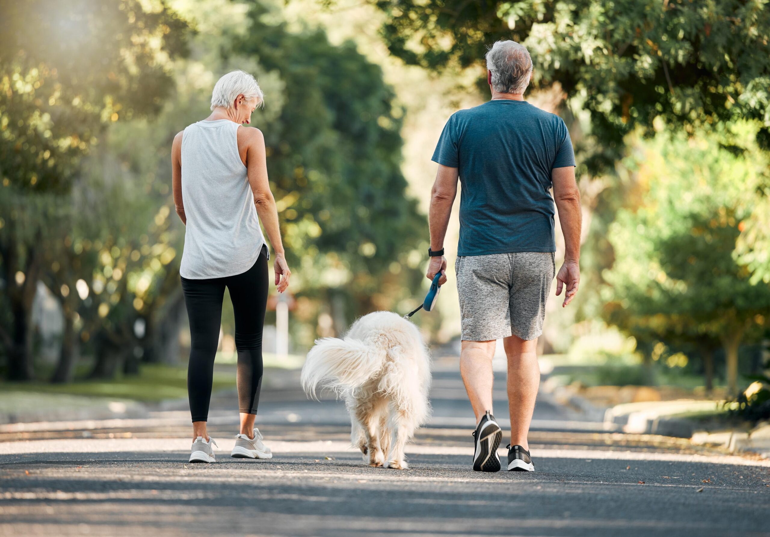 Older couple walking their fluffy dog on a sunny, tree-lined street, viewed from behind.